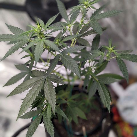 20220530-BB-A01 growlog photo: Plant started to flower 