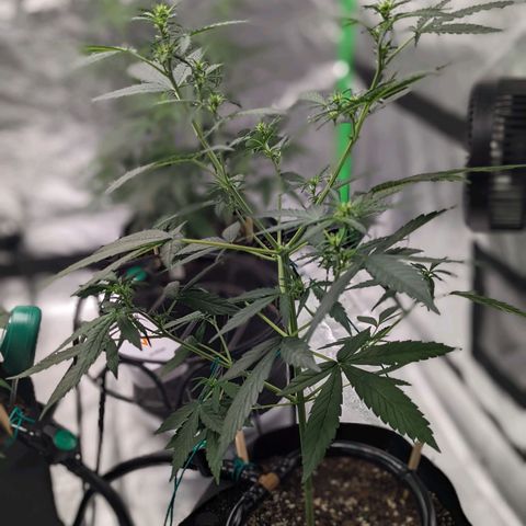20220530-BB-A01 growlog photo: Lower branches trimmed 