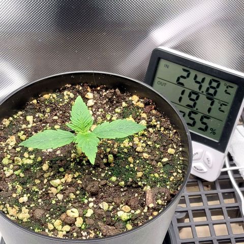 G13 Pineapple Express #2 Auto growlog timeline photo