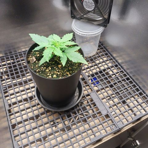 G13 Pineapple Express #2 Auto growlog timeline photo