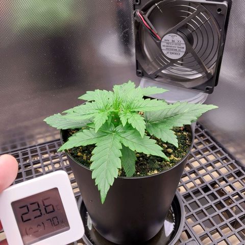 G13 Pineapple Express #2 Auto growlog photo: 200ml até runoff