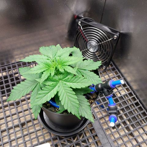 G13 Pineapple Express #2 Auto growlog timeline photo