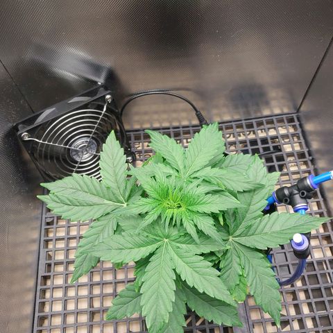 G13 Pineapple Express #2 Auto growlog timeline photo