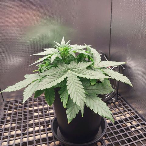 G13 Pineapple Express #2 Auto growlog photo: Pontas queimadas