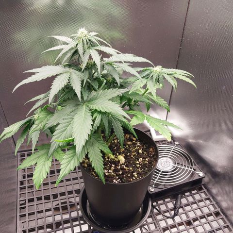 G13 Pineapple Express #2 Auto growlog timeline photo