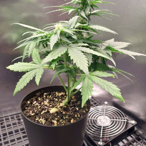 G13 Pineapple Express #2 Auto growlog timeline photo