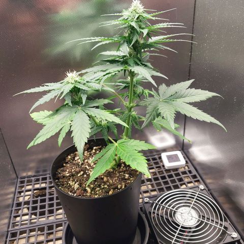 G13 Pineapple Express #2 Auto growlog timeline photo
