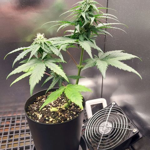G13 Pineapple Express #2 Auto growlog timeline photo