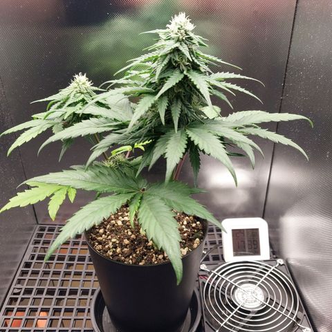G13 Pineapple Express #2 Auto growlog timeline photo