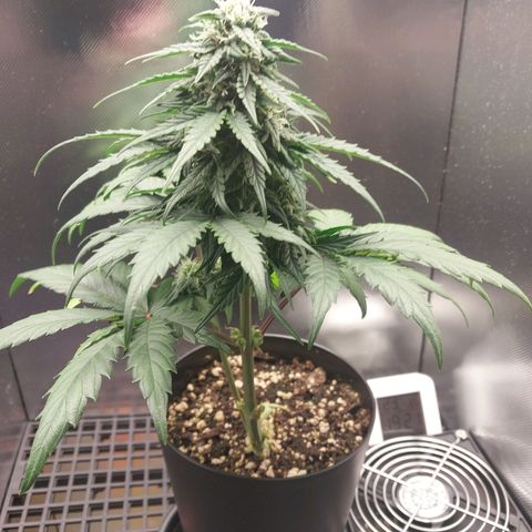 G13 Pineapple Express #2 Auto growlog timeline photo