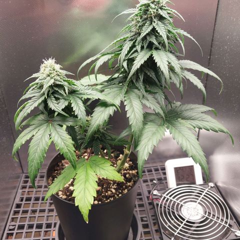 G13 Pineapple Express #2 Auto growlog timeline photo