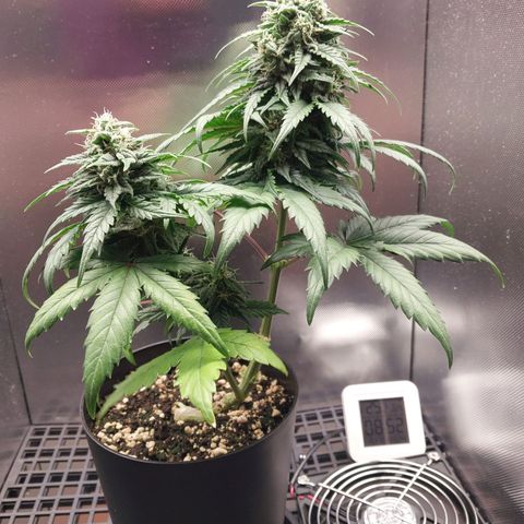 G13 Pineapple Express #2 Auto growlog timeline photo