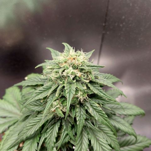G13 Pineapple Express #2 Auto growlog timeline photo