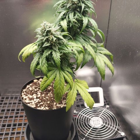 G13 Pineapple Express #2 Auto growlog timeline photo