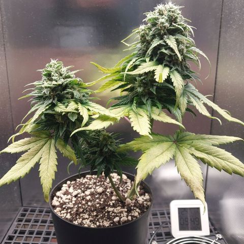 G13 Pineapple Express #2 Auto growlog timeline photo