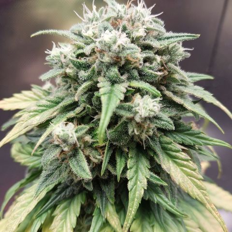 G13 Pineapple Express #2 Auto growlog timeline photo