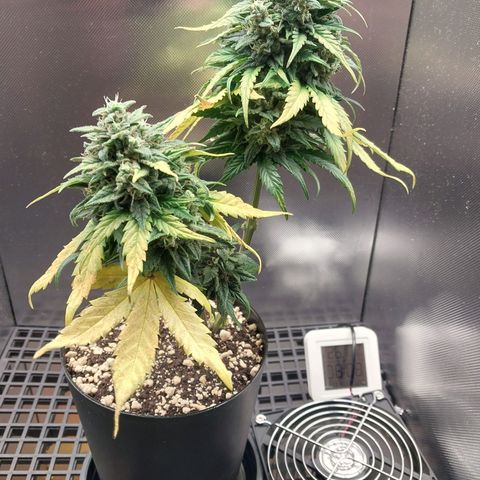G13 Pineapple Express #2 Auto growlog timeline photo