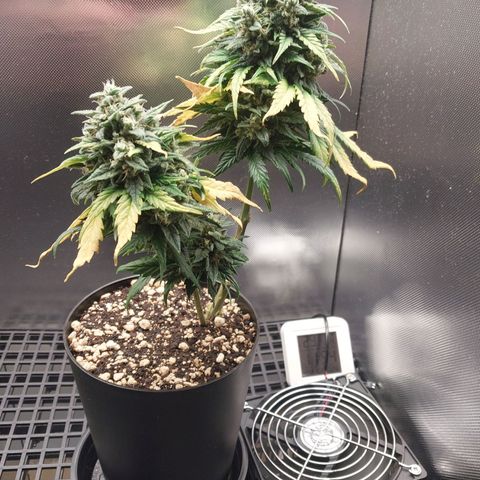 G13 Pineapple Express #2 Auto growlog timeline photo