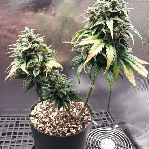G13 Pineapple Express #2 Auto growlog timeline photo