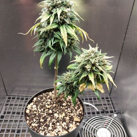 G13 Pineapple Express #2 Auto growlog timeline photo