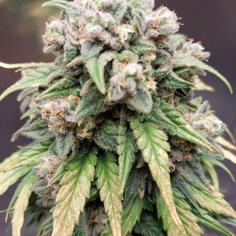 G13 Pineapple Express #2 Auto growlog timeline photo