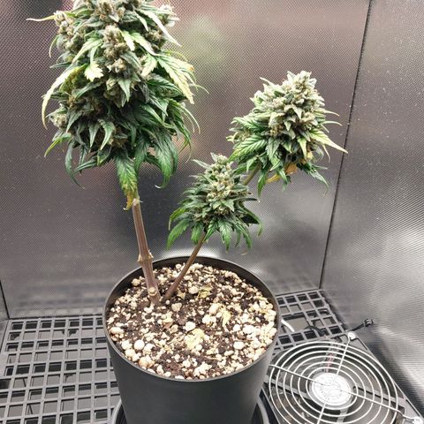 G13 Pineapple Express #2 Auto growlog timeline photo