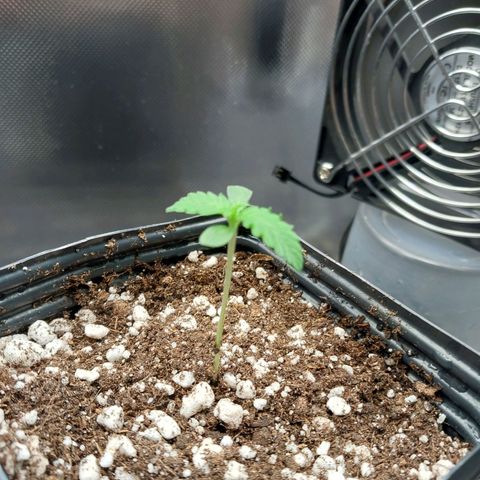 Hazanana growlog timeline photo