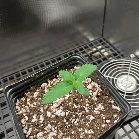 Hazanana growlog timeline photo