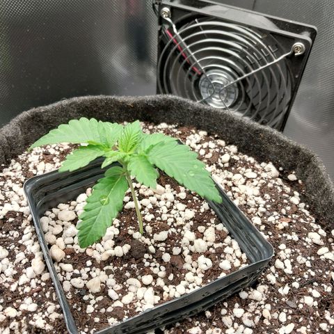 Hazanana growlog timeline photo