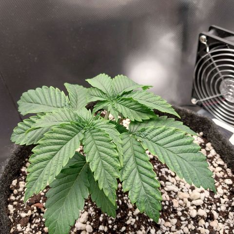 Hazanana growlog timeline photo