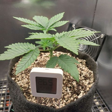 Hazanana growlog timeline photo