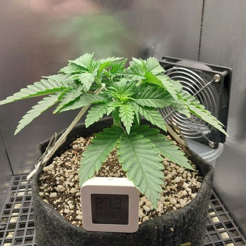 Hazanana growlog timeline photo