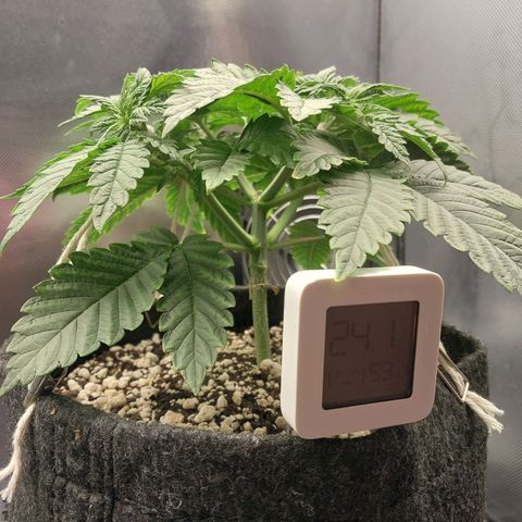 Hazanana growlog timeline photo