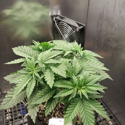 Hazanana growlog timeline photo