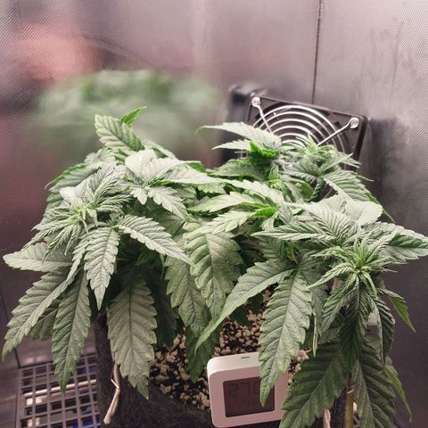 Hazanana growlog timeline photo