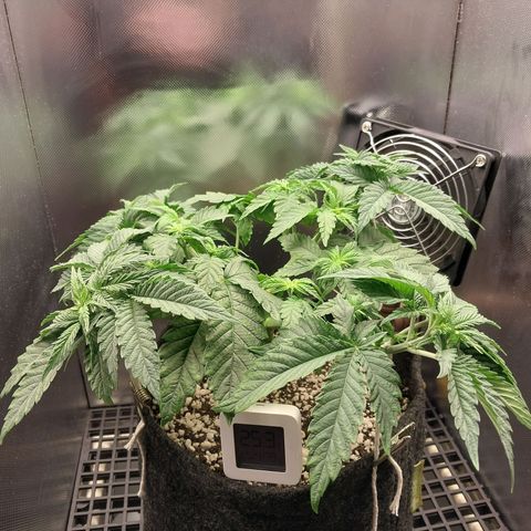 Hazanana growlog timeline photo