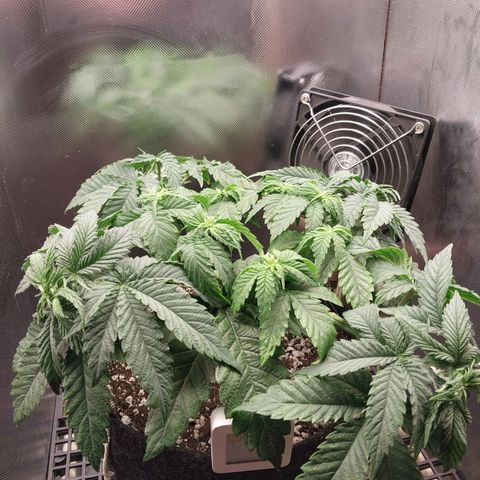 Hazanana growlog timeline photo