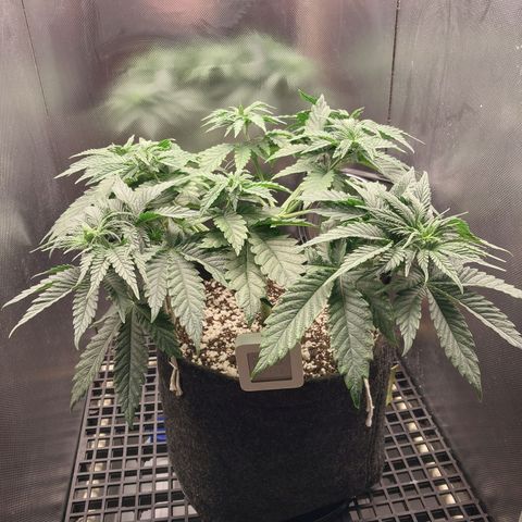 Hazanana growlog timeline photo