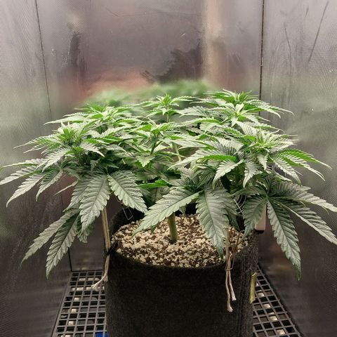 Hazanana growlog timeline photo