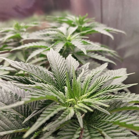 Hazanana growlog timeline photo