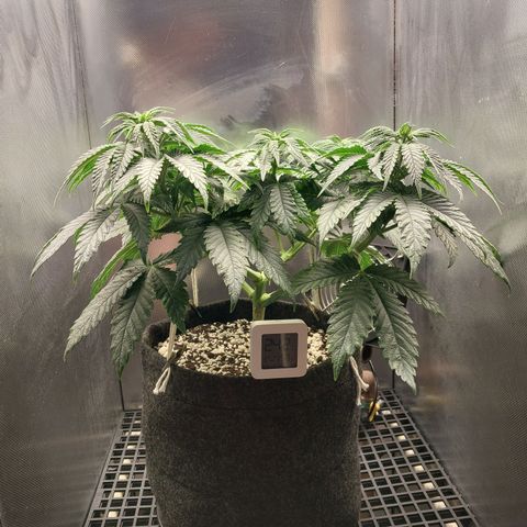 Hazanana growlog timeline photo
