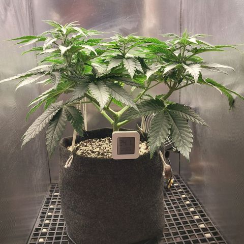 Hazanana growlog timeline photo