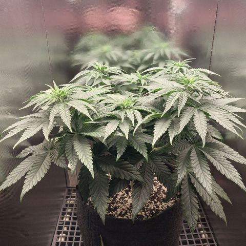 Hazanana growlog timeline photo