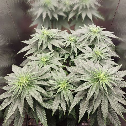 Hazanana growlog timeline photo