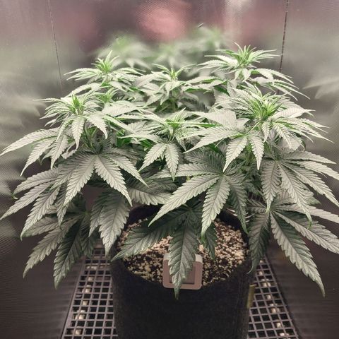 Hazanana growlog timeline photo