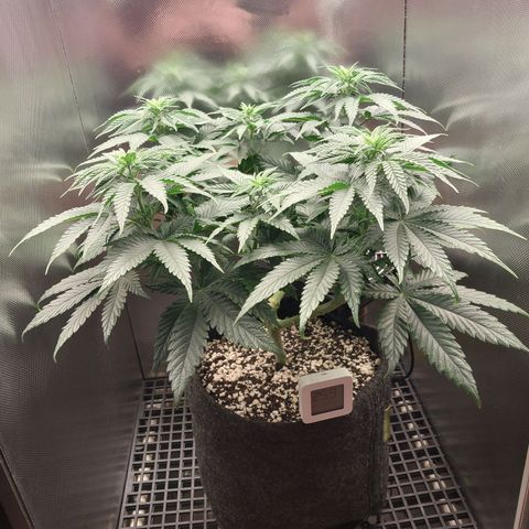 Hazanana growlog timeline photo