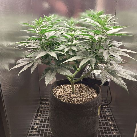 Hazanana growlog timeline photo
