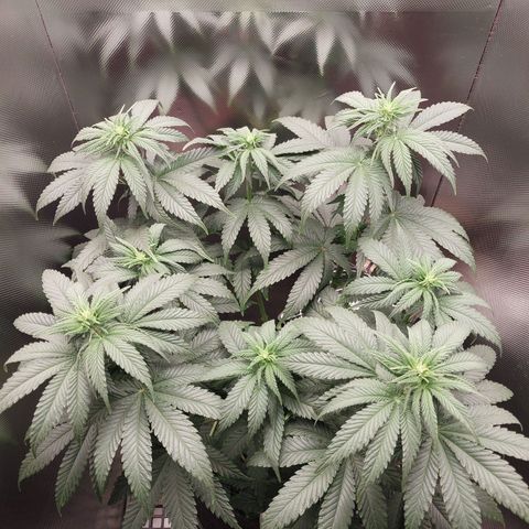 Hazanana growlog timeline photo