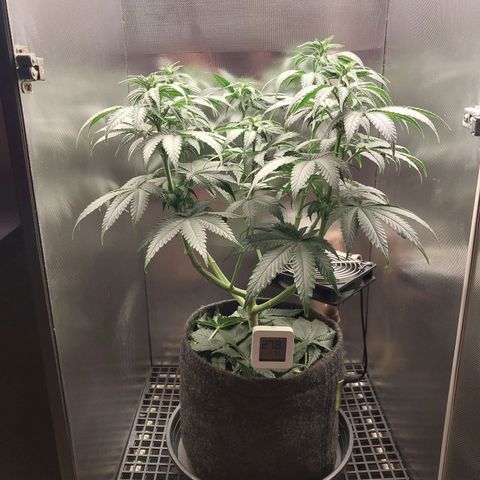 Hazanana growlog timeline photo