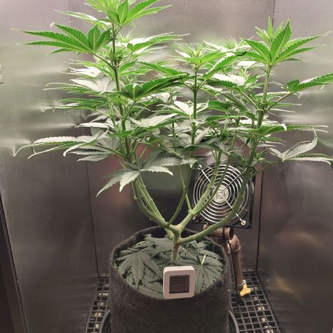 Hazanana growlog timeline photo